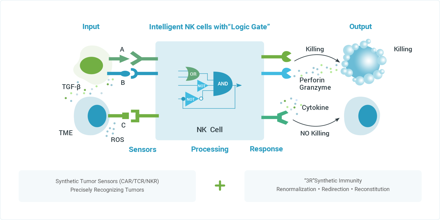 合成NK细胞（SynNK<sup>TM</sup>）